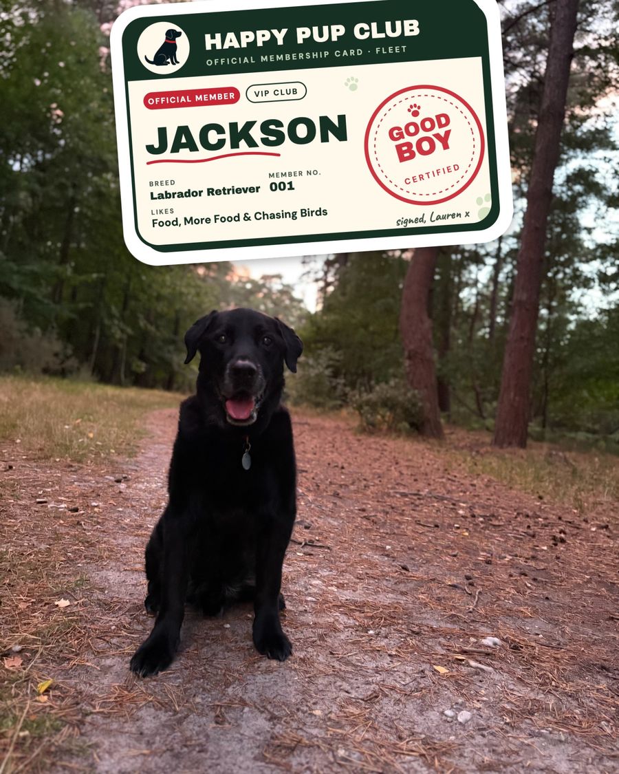 Jackson, a black Labrador, sitting on a woodland path with his Happy Pup Club member card